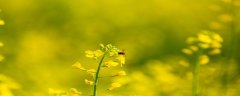 桂花树8月份能栽活吗
