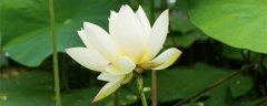 水莲花怎么养盆栽水培视频