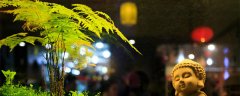 文竹怎样养