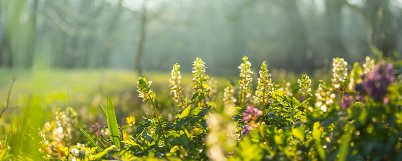 荼蘼花语 荼蘼花语