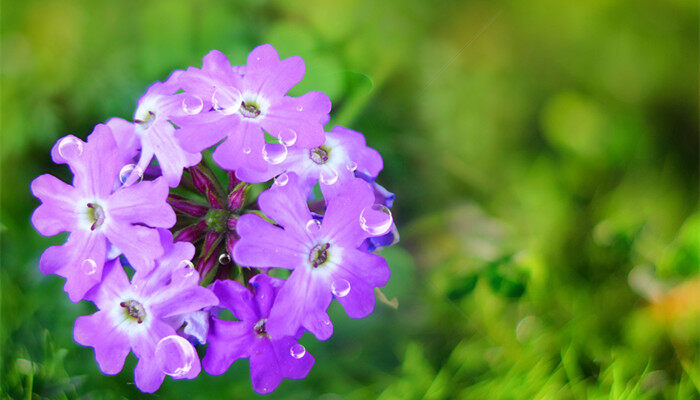 十二花神是什么花 十二花神是什么花
