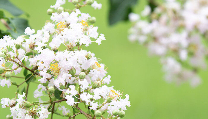 紫薇花什么季节开花 紫薇花什么季节开花
