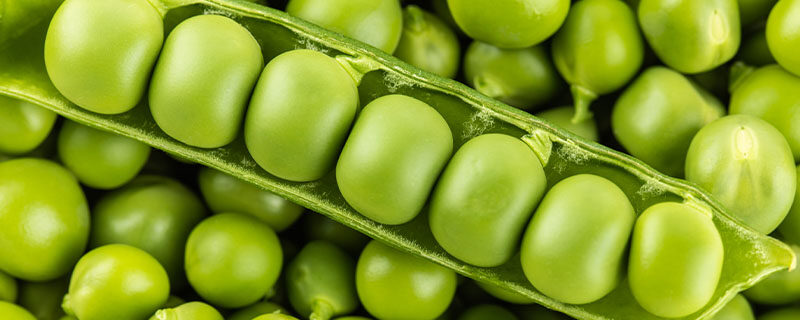 豌豆是单子叶还是双子叶植物 豌豆是单子叶还是双子叶植物