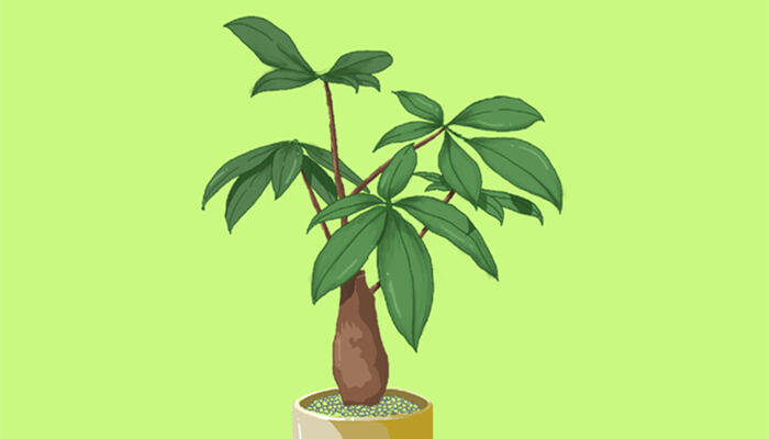 发财树土壤里有小白虫怎么办 发财树土壤里有小白虫怎么办