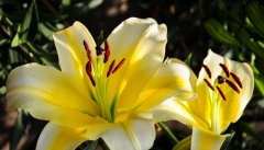 百合花冬季怎么养