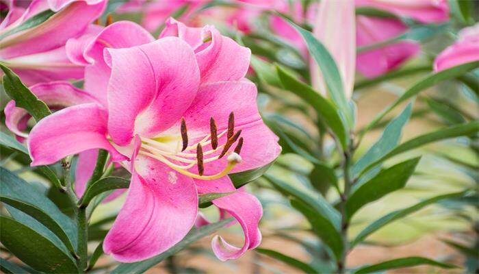 百合的花语是什么意思 百合的花语是什么意思