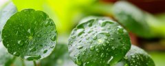 金钱草和铜钱草的区别