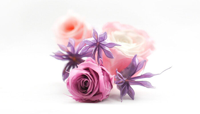 紫玫瑰花语是什么意思 紫玫瑰花语是什么意思