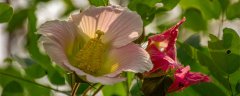 芙蓉花的养殖方法和注意事项