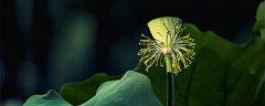 沉水花的花器是什么