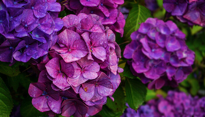 龙船花花语 龙船花花语