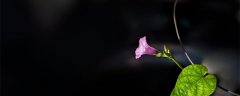 矮牵牛花种子怎么种