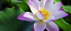 碗莲的种植