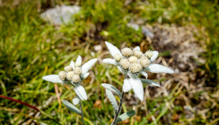 雪绒花是什么花 雪绒花是什么花