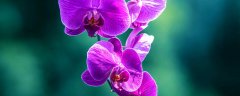 花中君子是什么