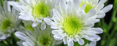 菊花怎样栽培和管理
