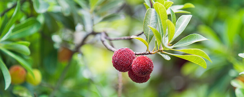 杨梅种植条件和区域 杨梅种植条件和区域