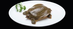 活甲鱼冬天家里怎么保存