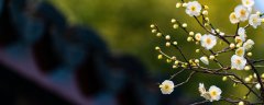 北方梅花几月份开花
