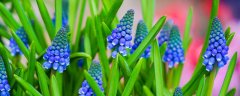 风信子3月份可以种吗