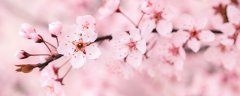樱花是什么季节开放的
