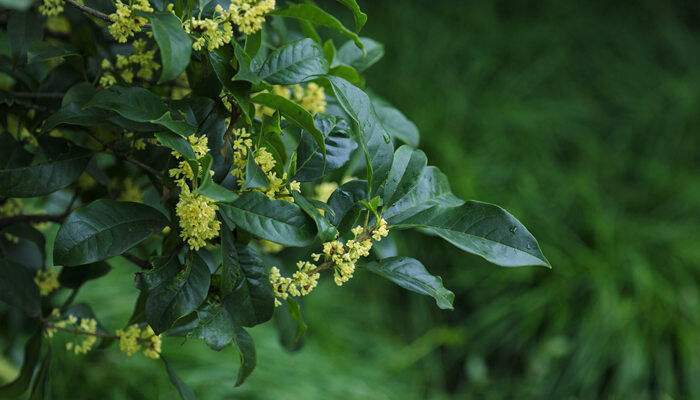 桂花开几季 桂花开几季