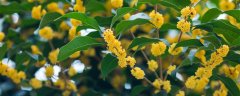 杭州市的市花是什么花
