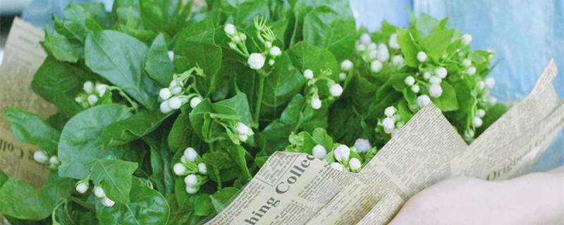 茉莉花叶片有黄斑点 茉莉花叶片有黄斑点