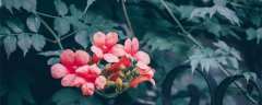 为什么门前不栽凌霄花