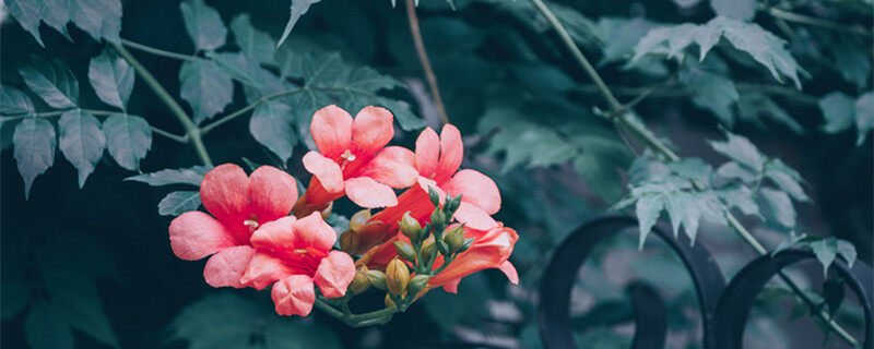 为什么门前不栽凌霄花 为什么门前不栽凌霄花