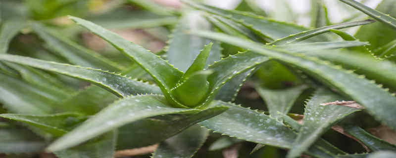 芦荟开花是个啥兆头 芦荟开花是个啥兆头
