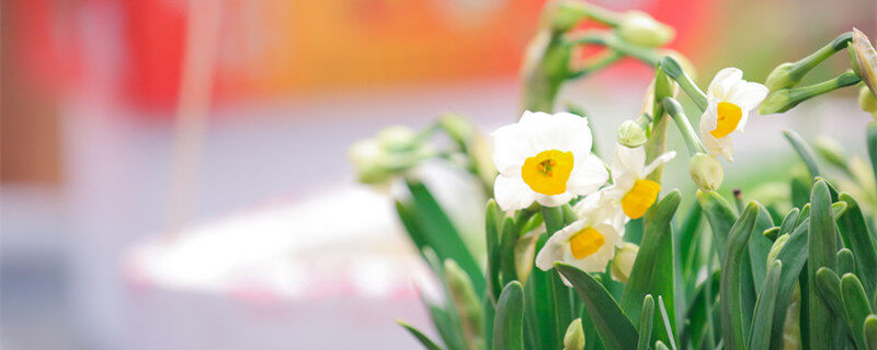 水仙花的科普知识和传说 水仙花的科普知识和传说
