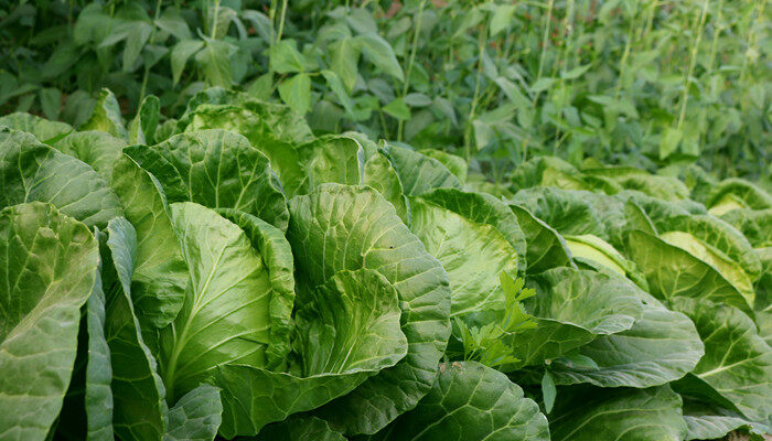 孔雀菜秋冬可以种吗 孔雀菜秋冬可以种吗