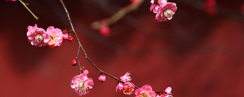 四季梅怎么修剪开花多 四季梅怎么修剪开花多