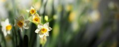 水仙花的花语和传说