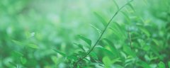 凤尾草的别名