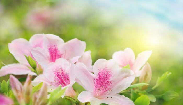 杜鹃花十月开花正常吗 杜鹃花十月开花正常吗