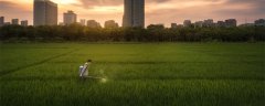 地膜覆盖栽培可以提高产量吗