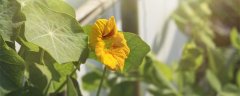 双子叶植物有胚乳吗