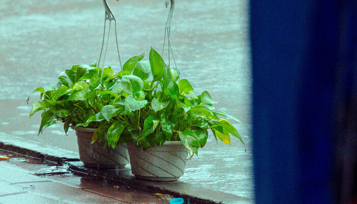 植物过冬的方法 植物过冬的方法