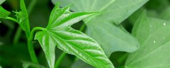 红薯的种植技术