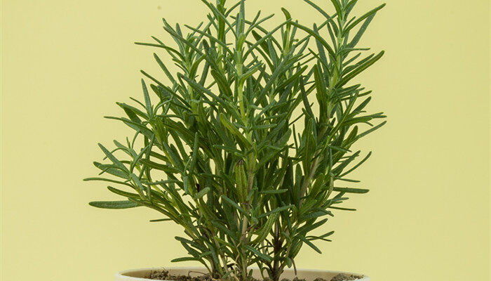 马鞭草是迷迭香吗 马鞭草是迷迭香吗