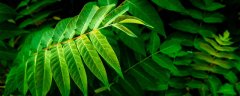 含羞草的外貌