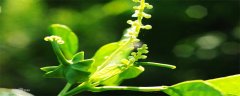 美藤果种植条件