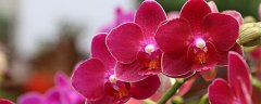 蝴蝶兰花期如何养护管理