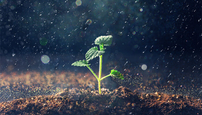 金线莲种植技术