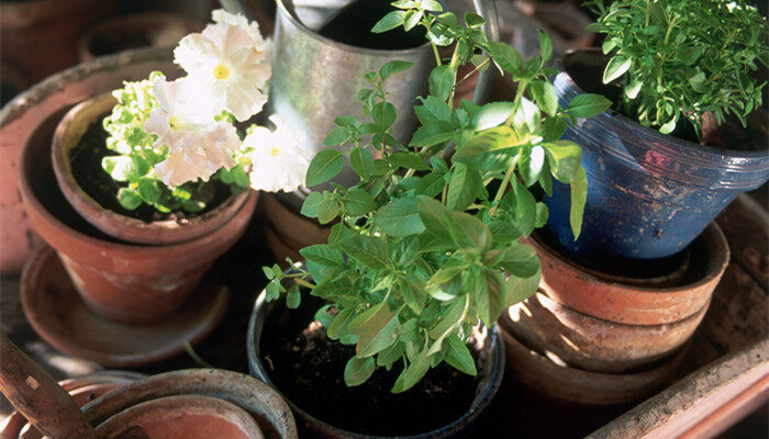 花草烂根怎么办 花草烂根怎么办