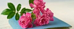 斑马花怎么养