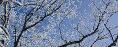 雪松产地在哪里