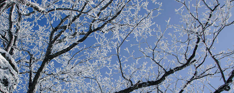 雪松产地在哪里 雪松产地在哪里